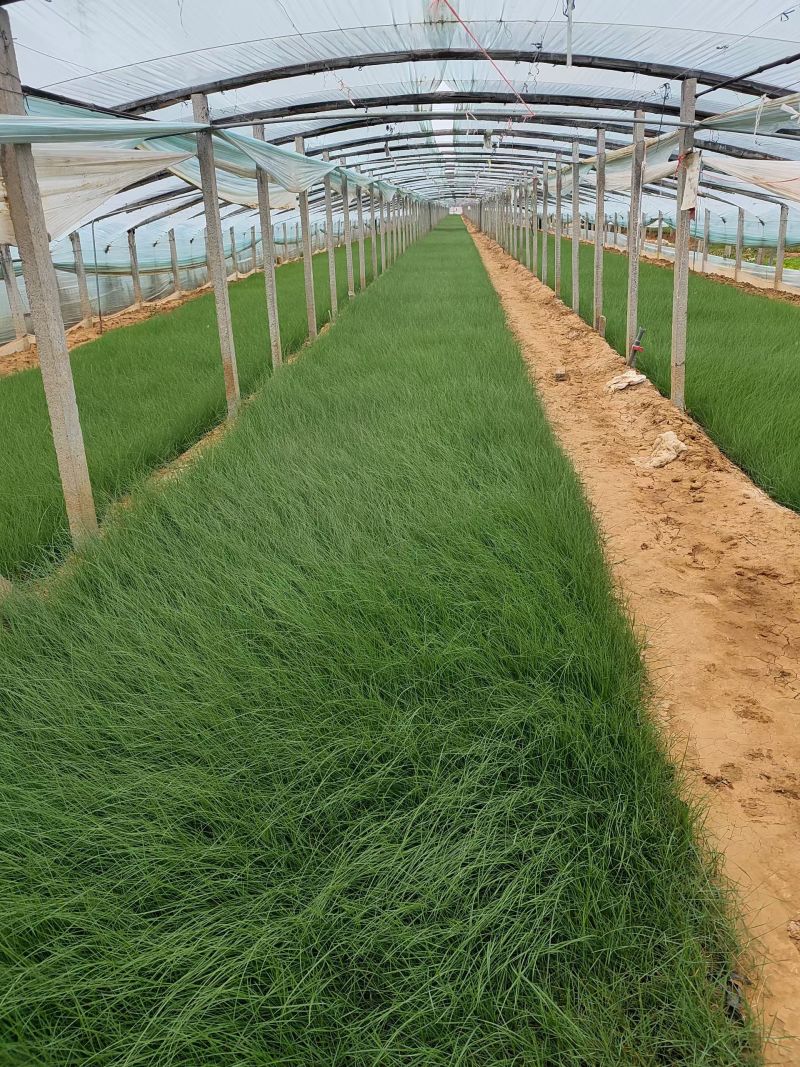 100万多芽粉黛乱子草基地直发，打造花海，质优价廉