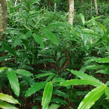 长期出售春砂仁苗，产地阳春市春砂仁种植基地直销