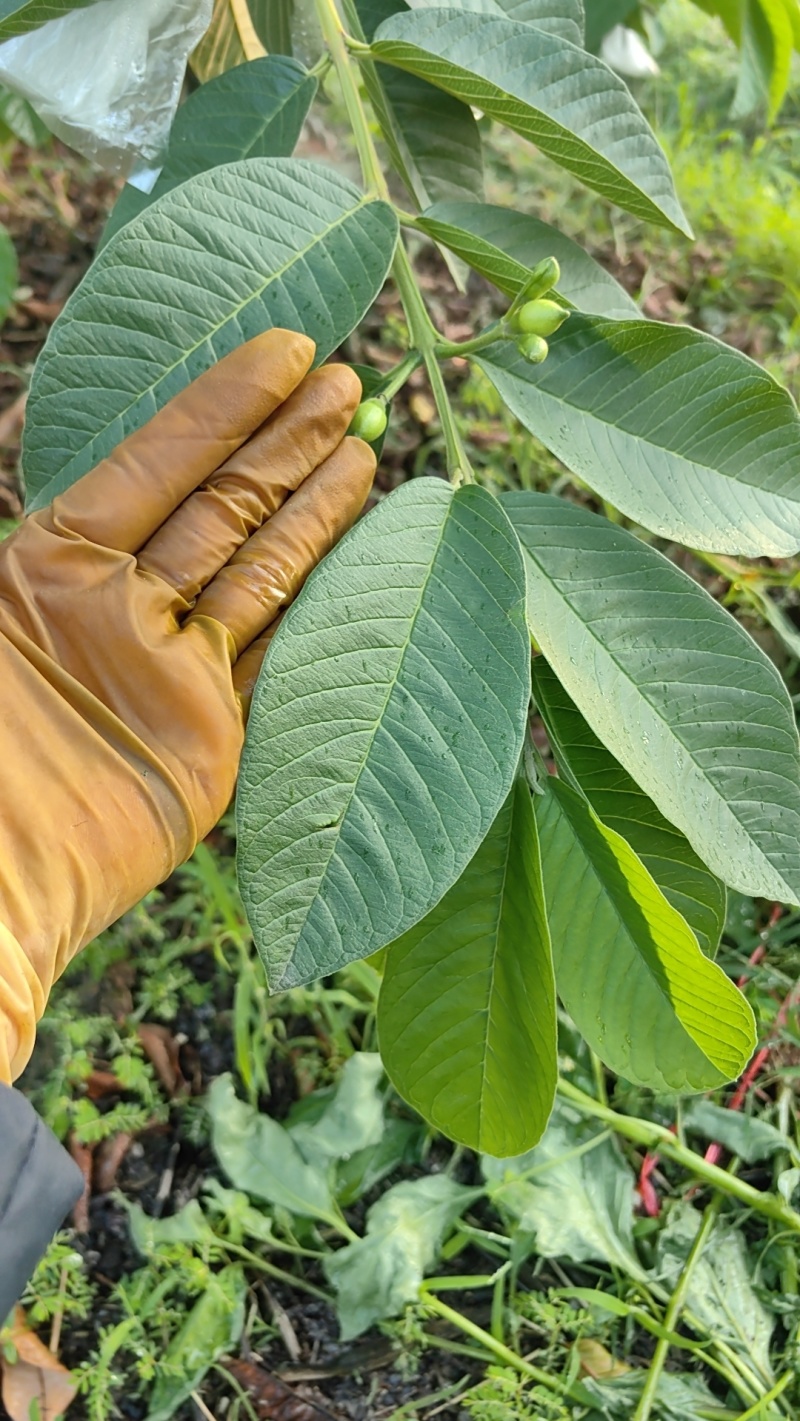 广东化州番石榴白心（芭乐）产地直发，一手货源，长期有货