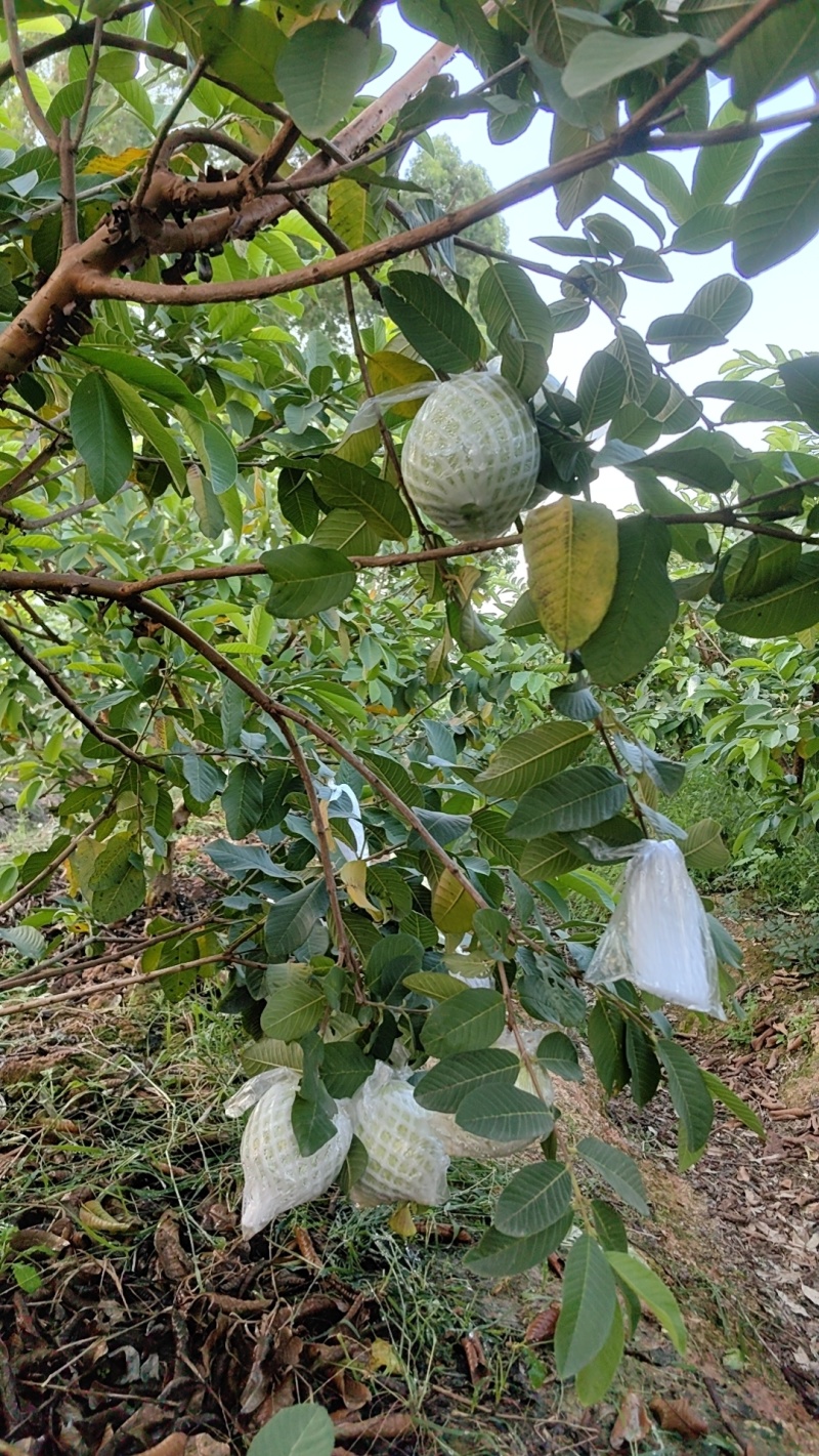 广东化州番石榴白心（芭乐）产地直发，一手货源，长期有货