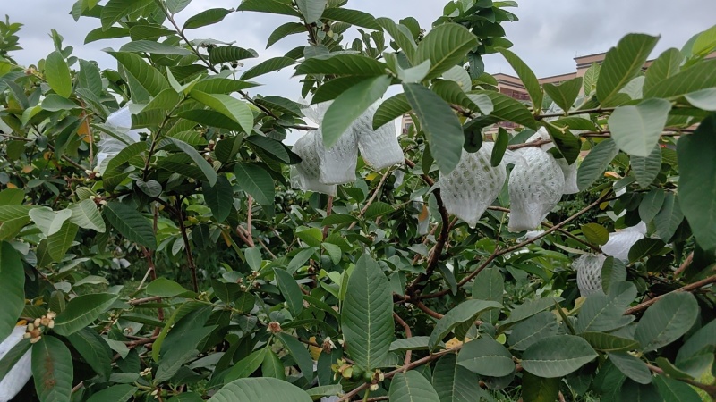 广东化州番石榴白心（芭乐）产地直发，一手货源，长期有货