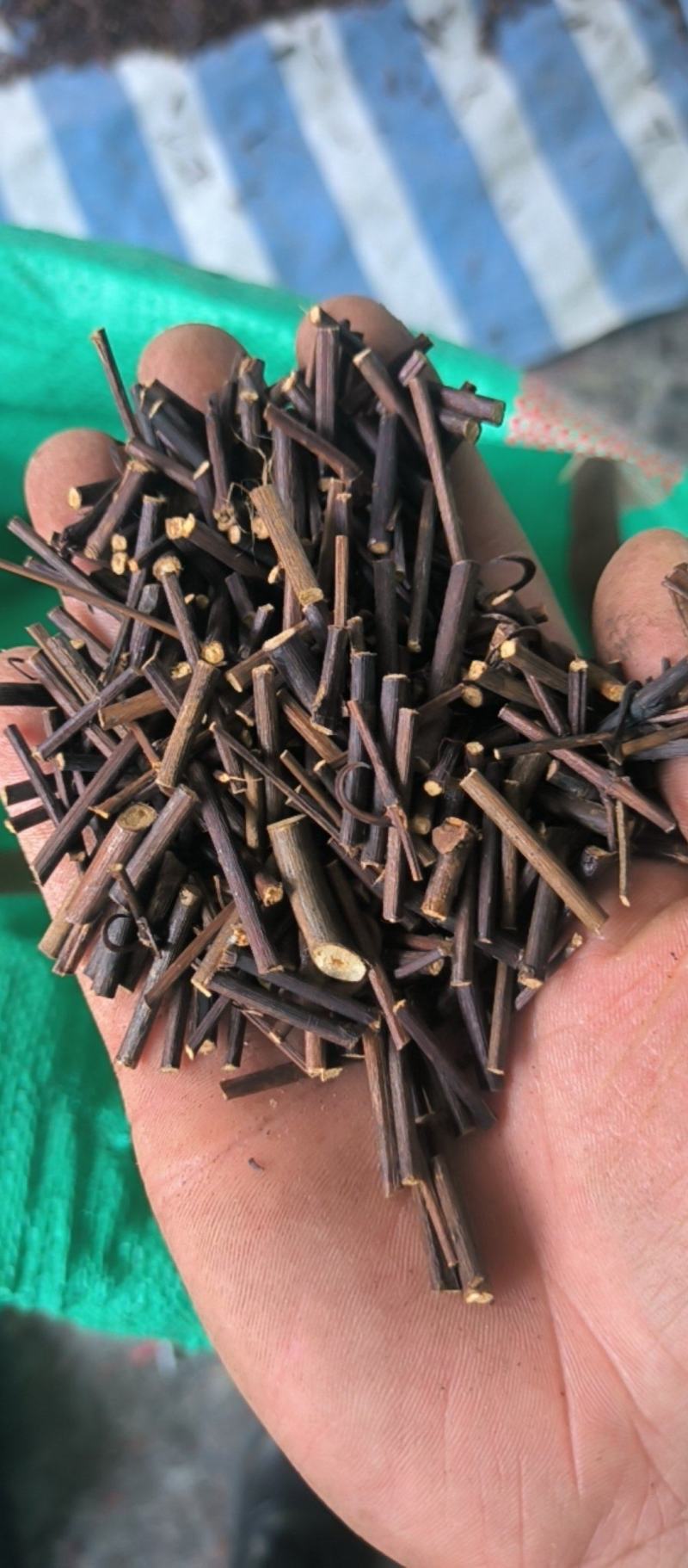钩藤双钩批发各种规格钩藤质量保证量大从优