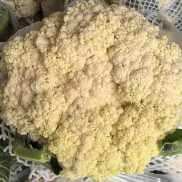 河南西华松花菜现摘现发散花菜脆嫩无渣产地直供整