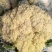河南西华松花菜现摘现发散花菜脆嫩无渣产地直供整