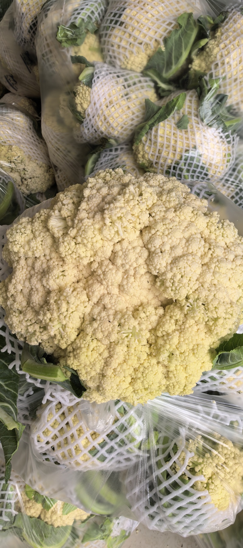 河南西华松花菜现摘现发散花菜脆嫩无渣产地直供整