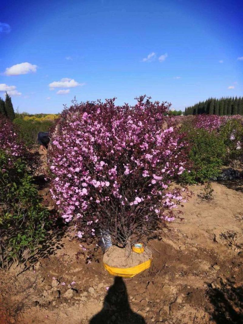基地直供精品榆叶梅规格齐全，品质保证货源充足支持实地考察