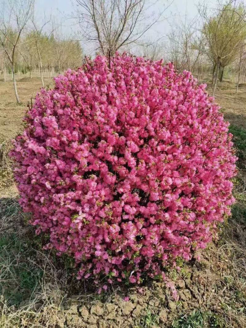 基地直供精品榆叶梅规格齐全，品质保证货源充足支持实地考察