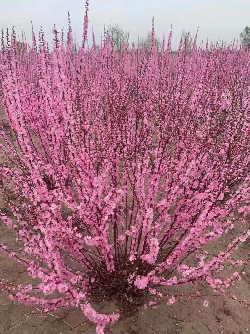 基地直供精品榆叶梅规格齐全，品质保证货源充足支持实地考察