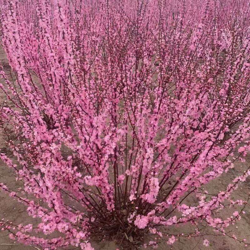 基地直供精品榆叶梅规格齐全，品质保证货源充足支持实地考察