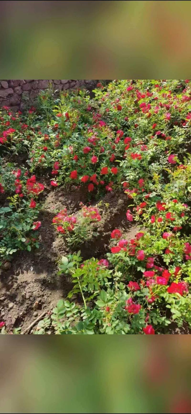 月季基地直供，各种规格齐全，庭院必种，颜值超高，全国发货