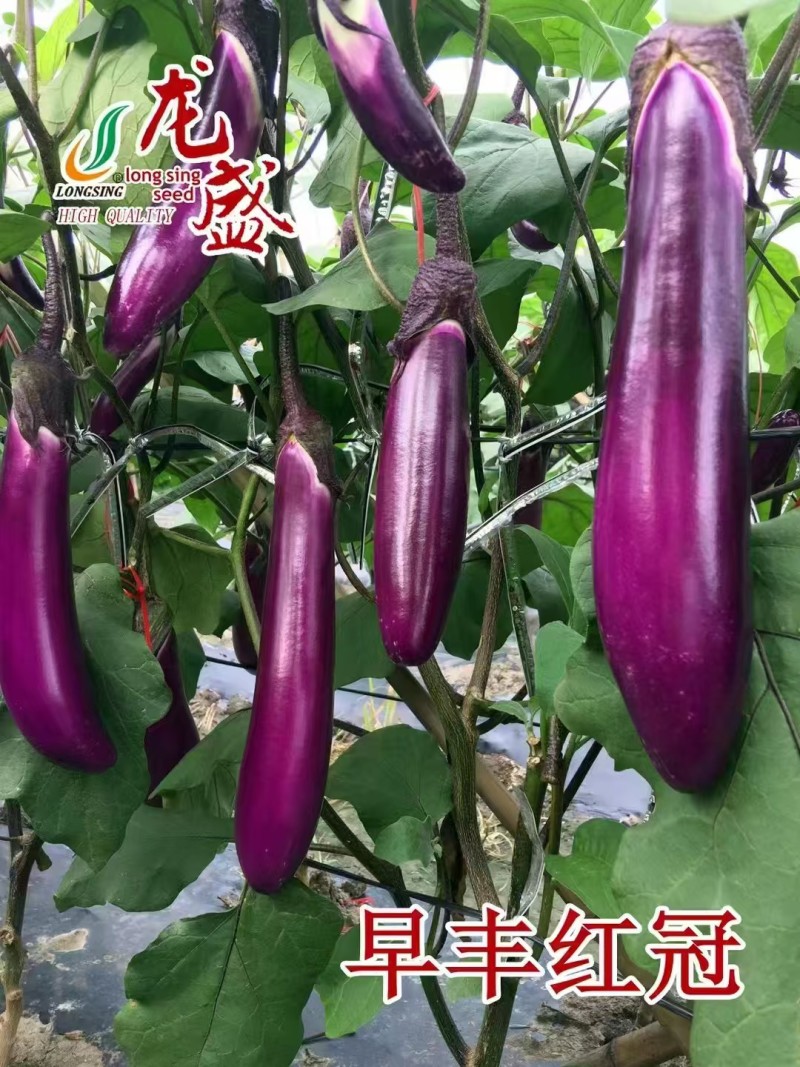 龙盛早丰红冠早熟紫红长茄子种杂交抗病高产皮薄籽少白肉烧烤