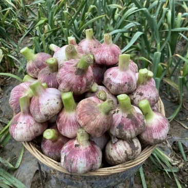 山东莘县鲜蒜中国蔬菜**县源头直供欢迎老板订购