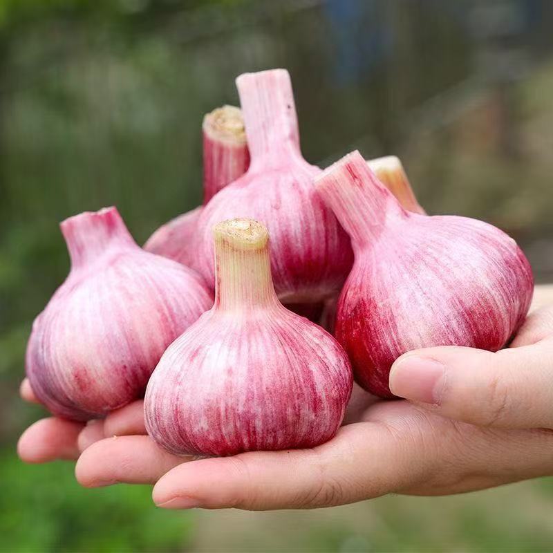 山东莘县鲜蒜中国蔬菜**县源头直供欢迎老板订购