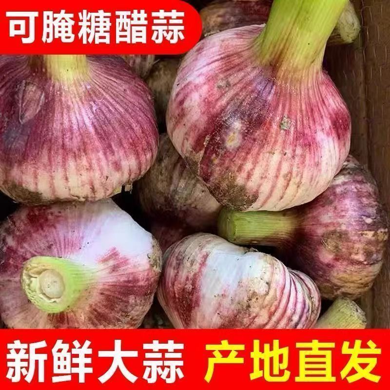 山东莘县鲜蒜中国蔬菜**县源头直供欢迎老板订购