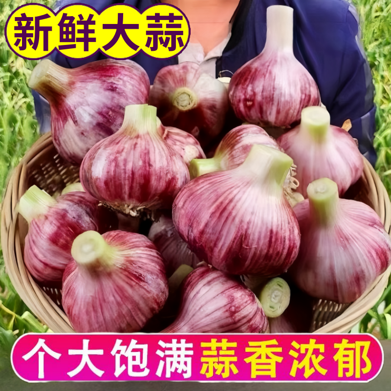 山东莘县鲜蒜中国蔬菜**县源头直供欢迎老板订购