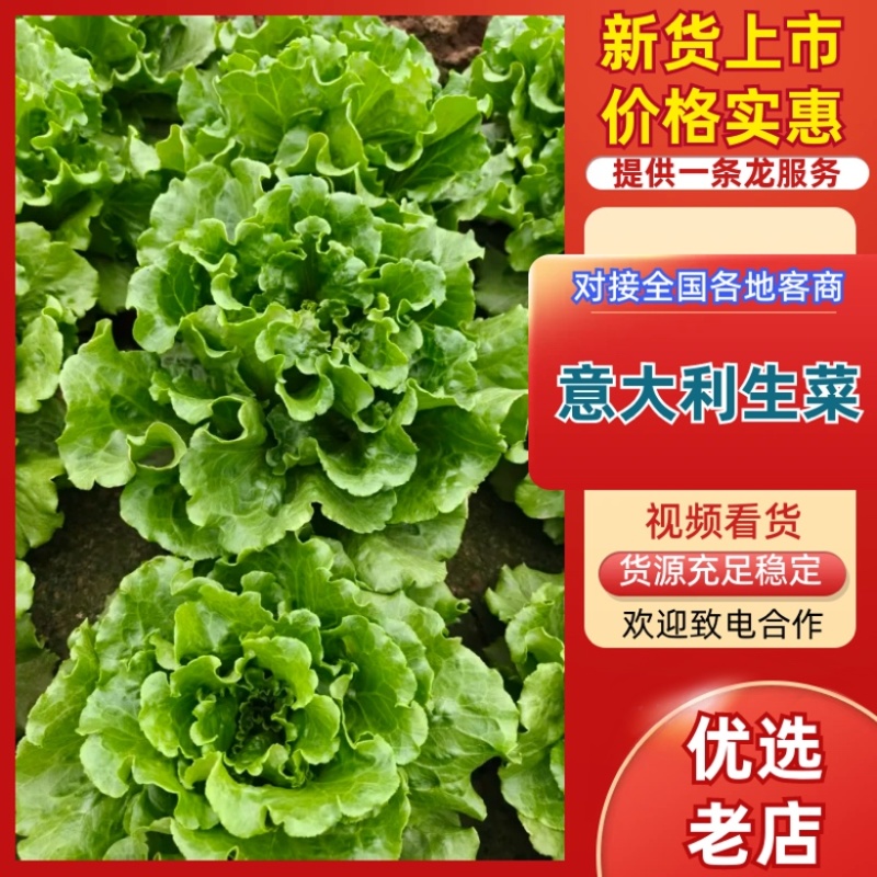安阳生菜精品意大利生菜一手货源基地直供可视频看货欢迎