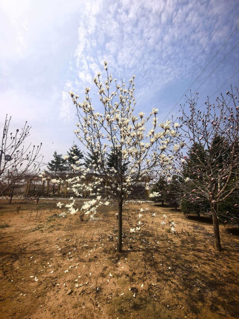基地直供玉兰树苗，根系壮成活高现挖现发，品质保证实地看货