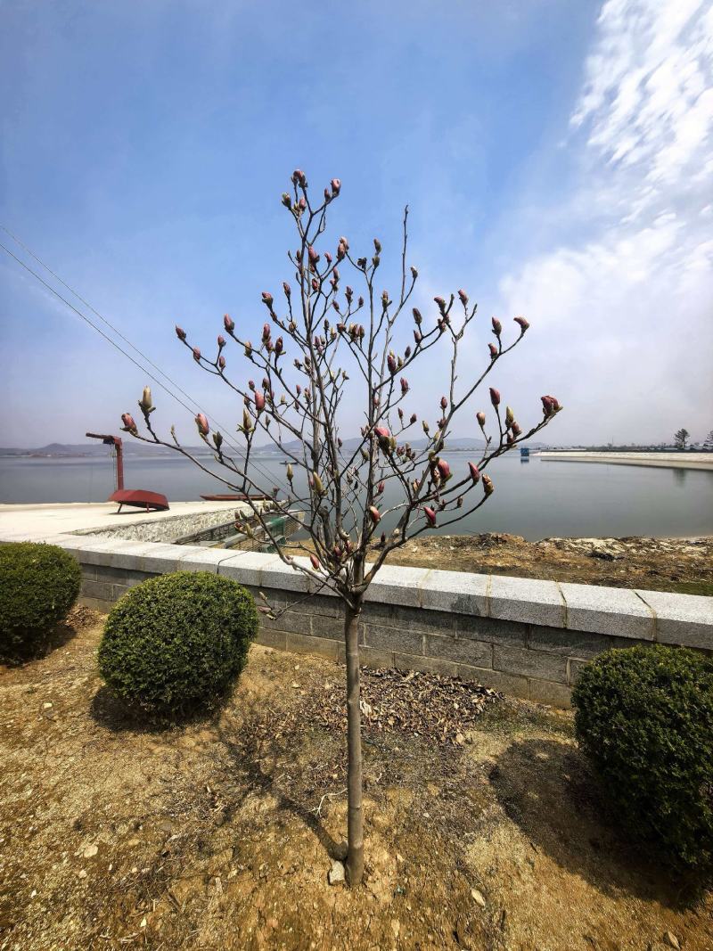 基地直供玉兰树苗，根系壮成活高现挖现发，品质保证实地看货
