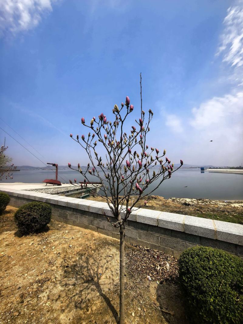 基地直供玉兰树苗，根系壮成活高现挖现发，品质保证实地看货