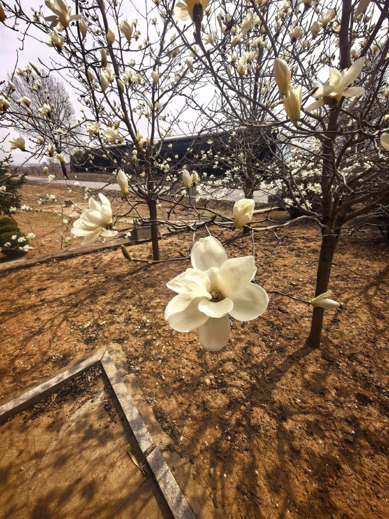 基地直供玉兰树苗，根系壮成活高现挖现发，品质保证实地看货