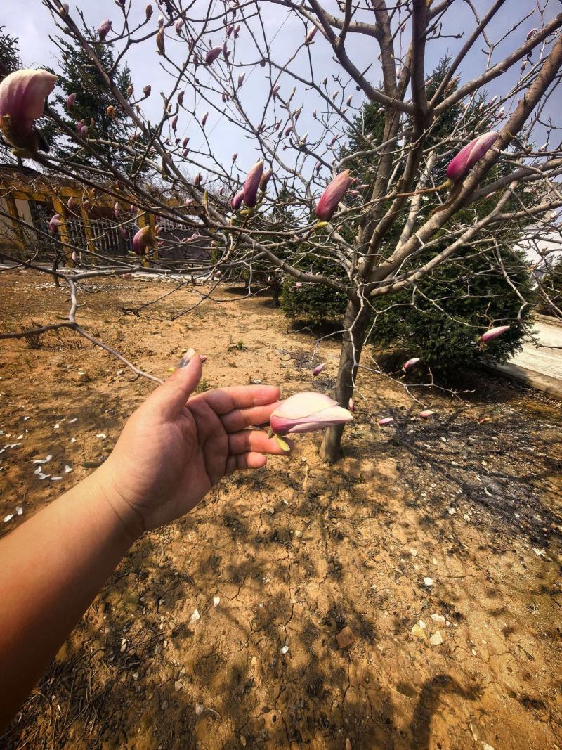 基地直供玉兰树苗，根系壮成活高现挖现发，品质保证实地看货