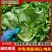 安阳生菜精品意大利生菜一手货源基地直供可视频看货欢迎