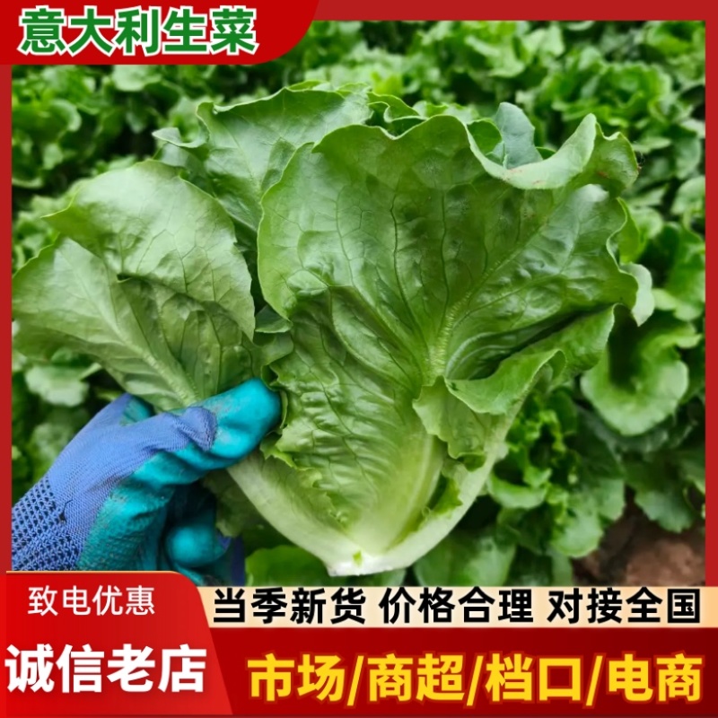 安阳生菜精品意大利生菜一手货源基地直供可视频看货欢迎