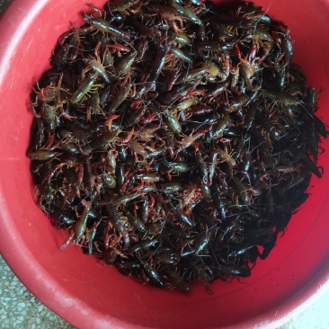 ***农村生态小龙虾