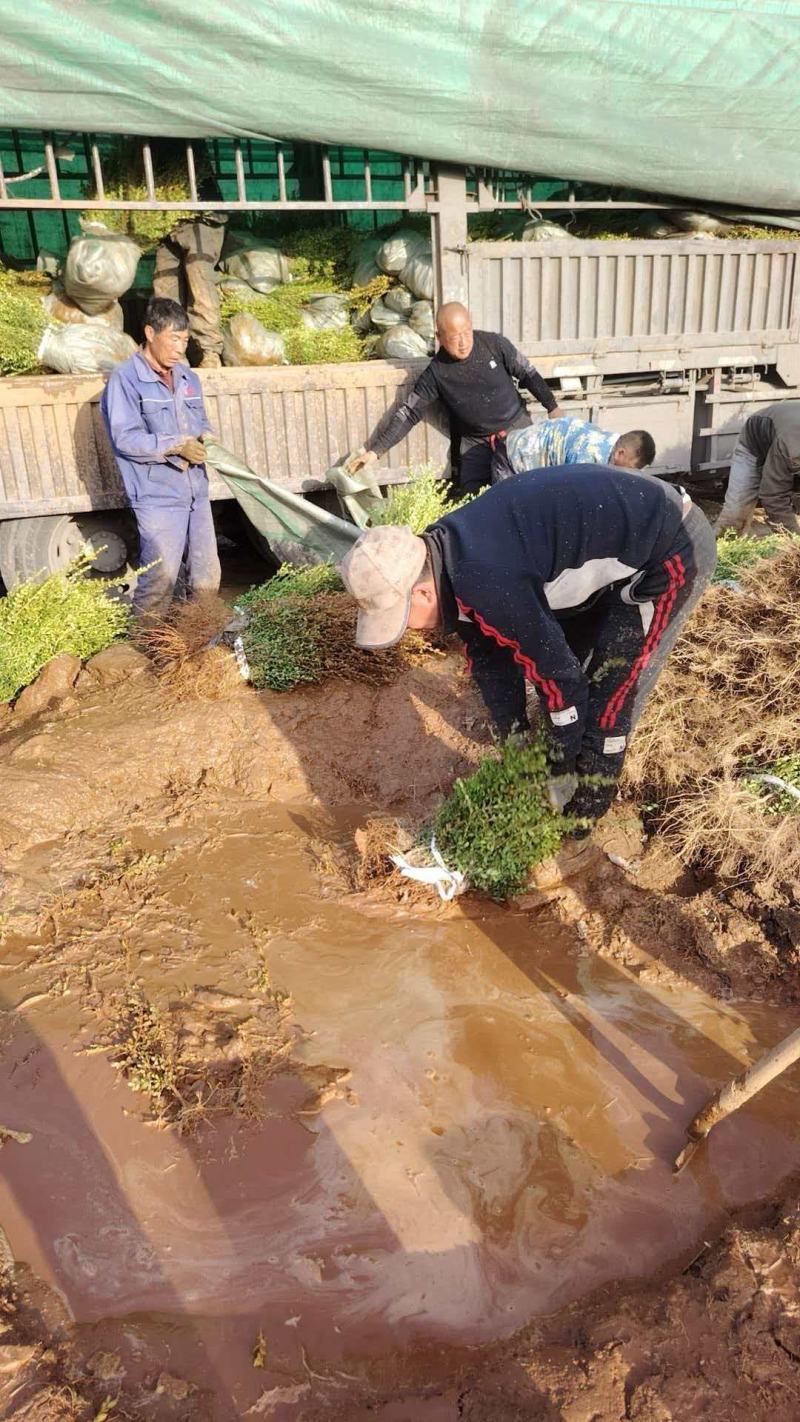 基地直供黄杨树苗根系壮成活高现挖现发规格全量大价优