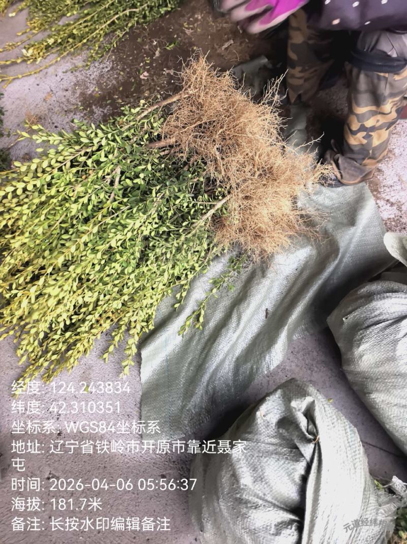 基地直供黄杨树苗根系壮成活高现挖现发规格全量大价优