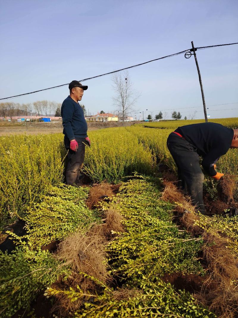基地直供黄杨树苗根系壮成活高现挖现发规格全量大价优