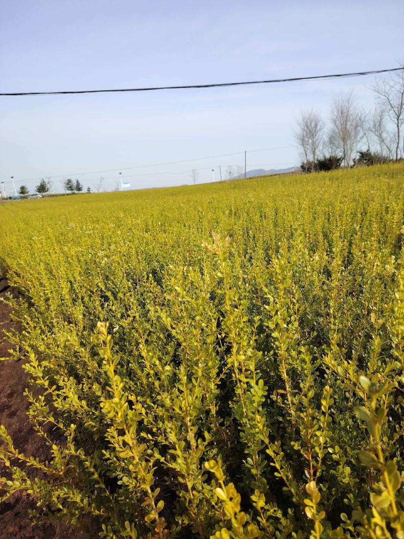 基地直供黄杨树苗根系壮成活高现挖现发规格全量大价优