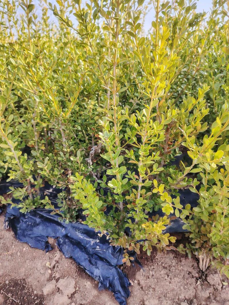 基地直供黄杨树苗根系壮成活高现挖现发规格全量大价优
