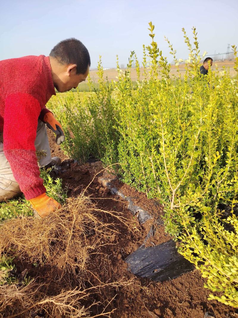 基地直供黄杨树苗根系壮成活高现挖现发规格全量大价优
