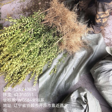 基地直供黄杨树苗根系壮成活高现挖现发规格全量大价优