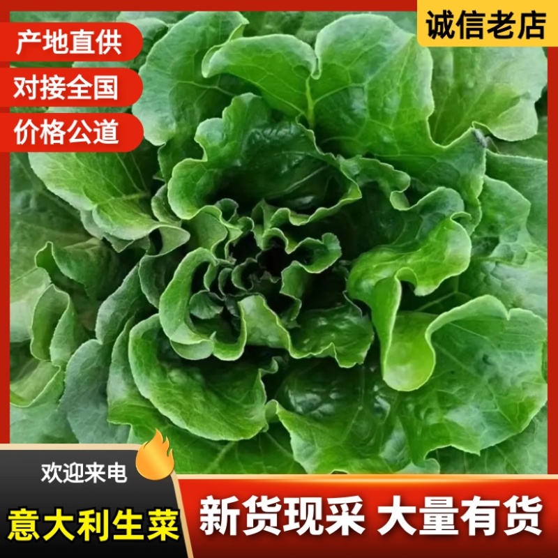 意大利生菜大量有货基地直供品质优可代发全国市场欢迎咨询来