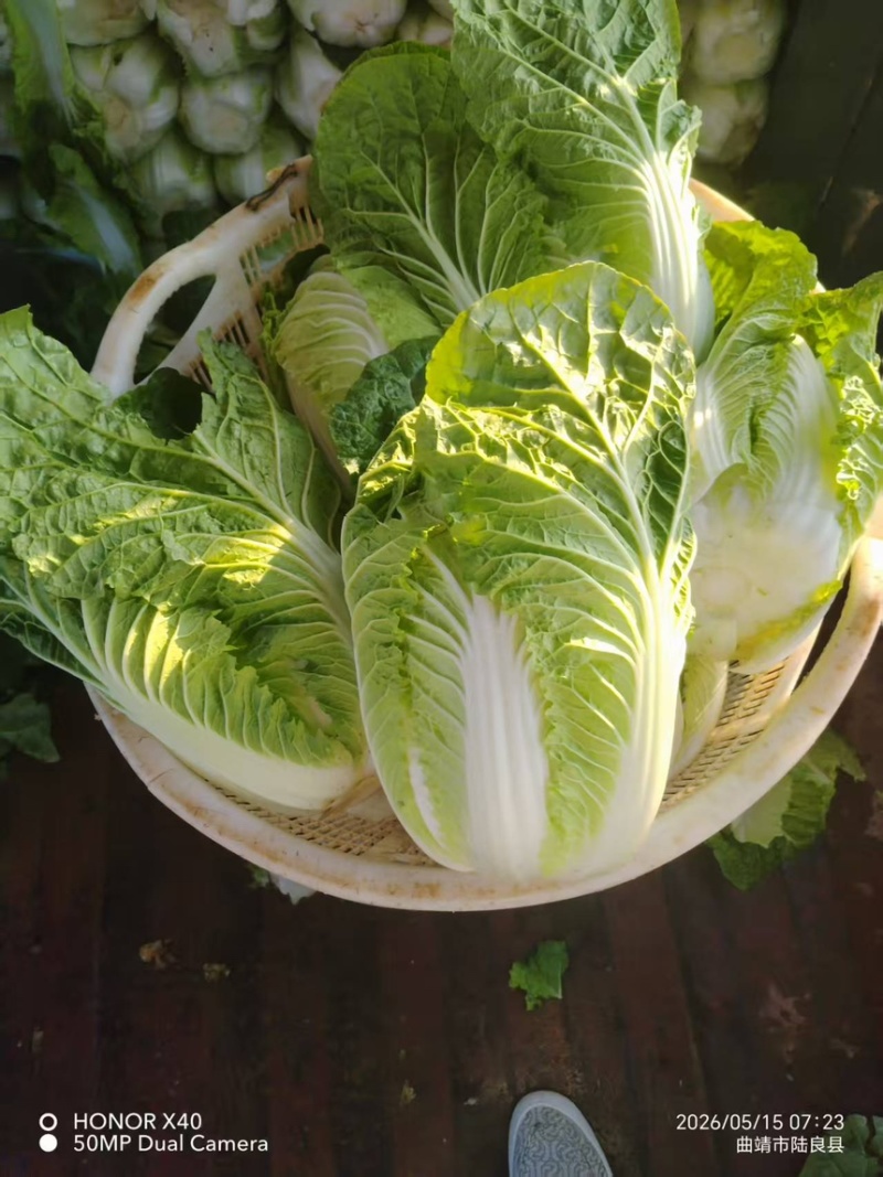 【精品】云南大白菜黄心白菜产地直发欢迎来电咨询