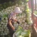 【精品】云南大白菜黄心白菜产地直发欢迎来电咨询