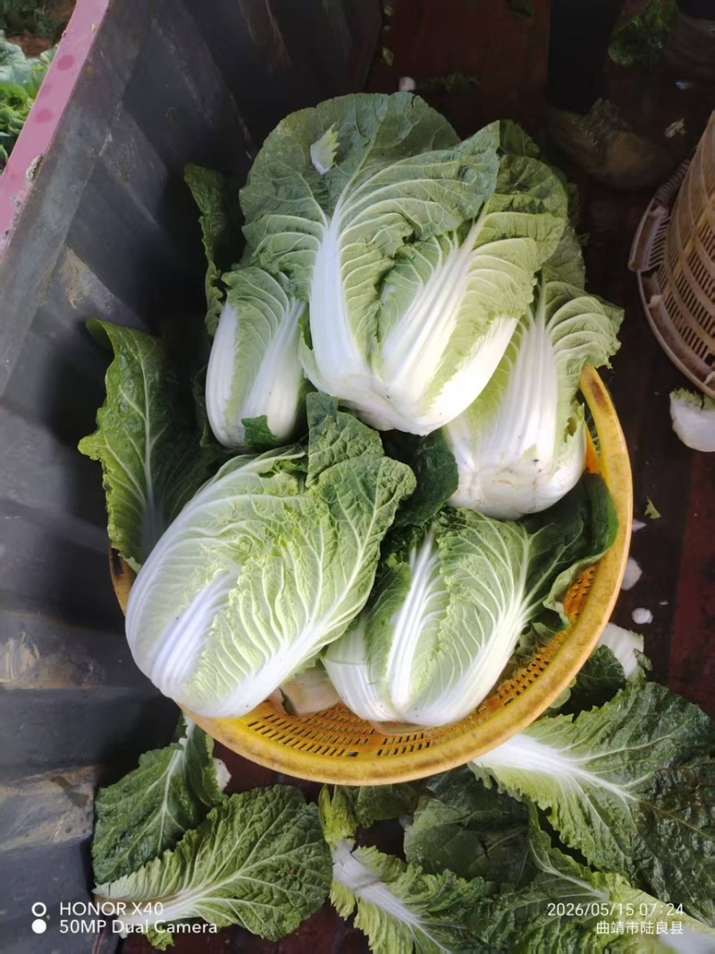 【精品】云南大白菜黄心白菜产地直发欢迎来电咨询