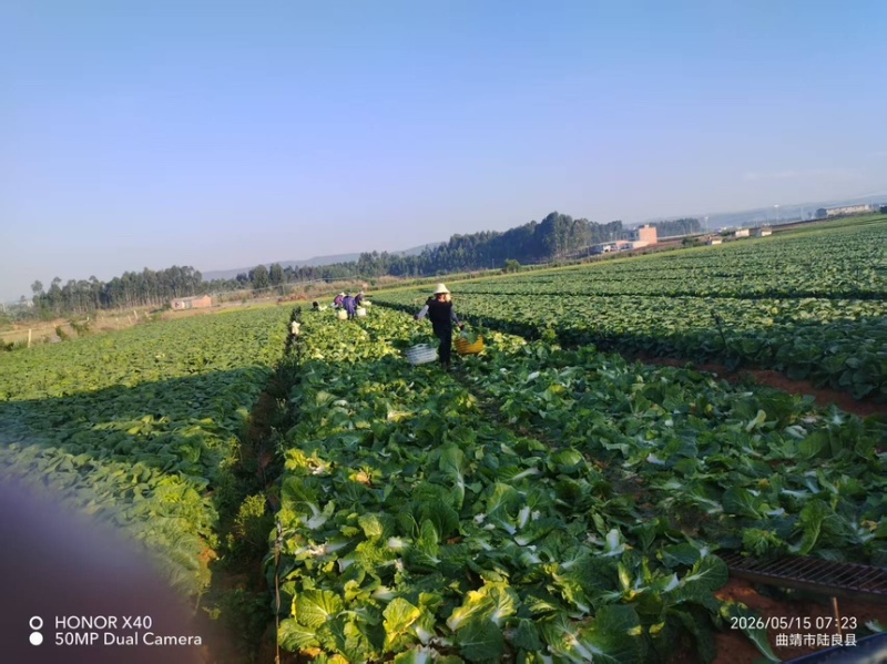 【精品】云南大白菜黄心白菜产地直发欢迎来电咨询