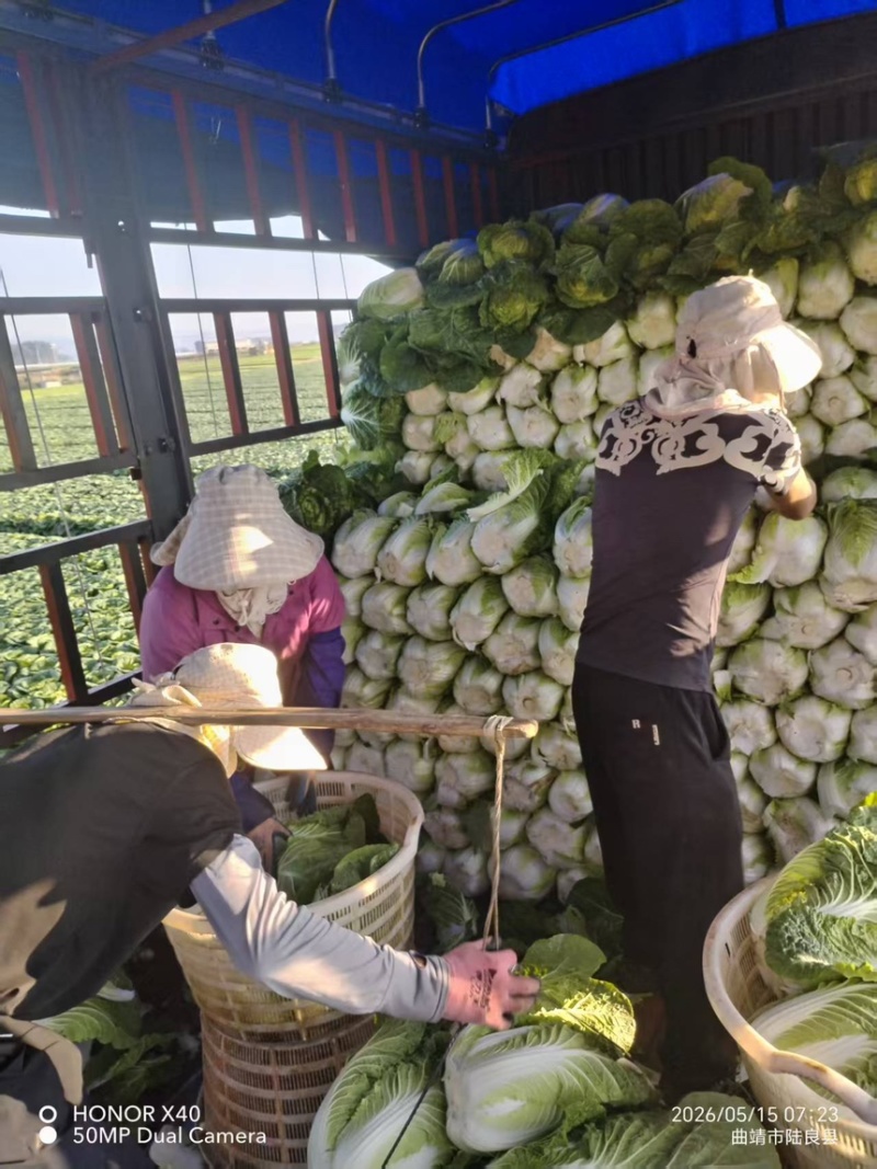 【精品】云南大白菜黄心白菜产地直发欢迎来电咨询