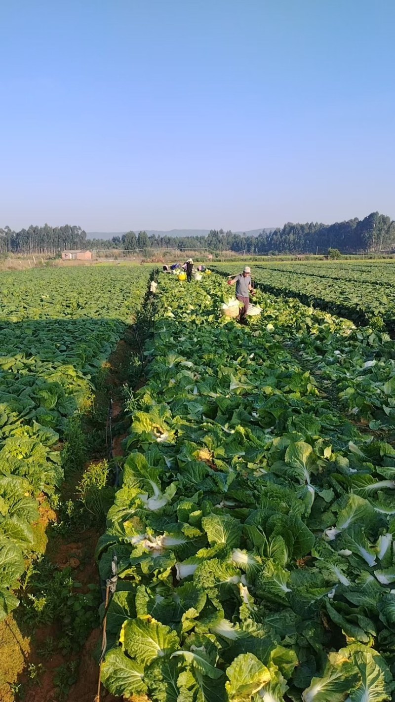 【精品】云南大白菜黄心白菜产地直发欢迎来电咨询