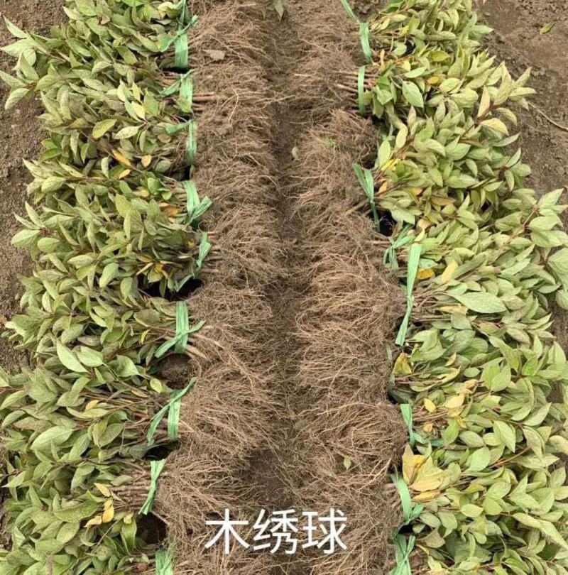 【推荐】基地直供绣球品种多成活高现挖现发品种保证越养越旺