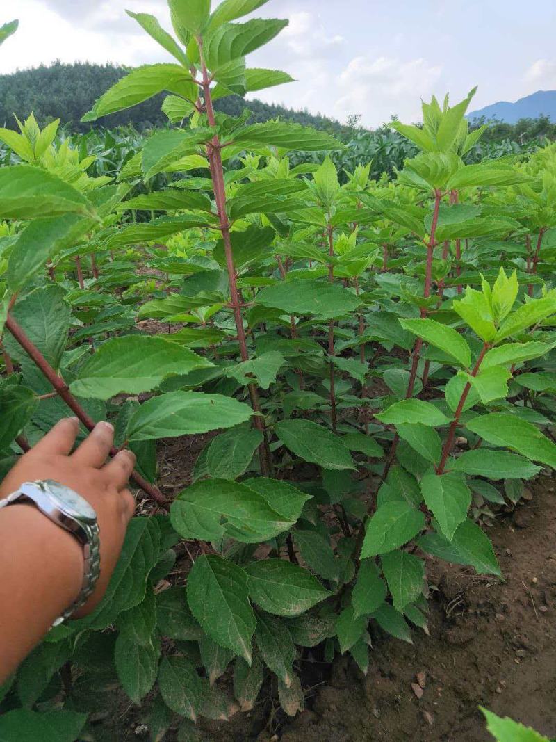 【推荐】基地直供绣球品种多成活高现挖现发品种保证越养越旺