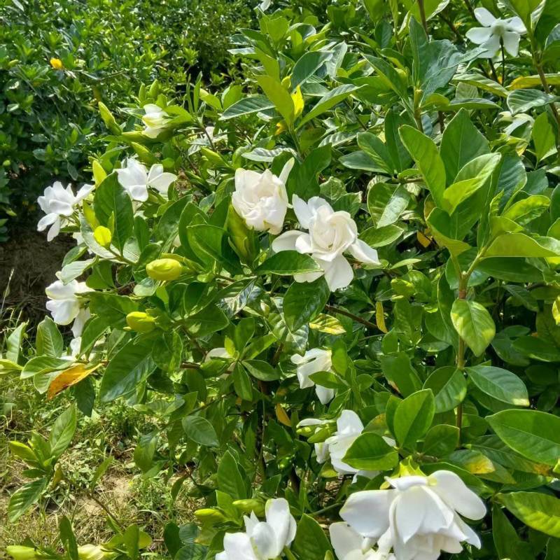 鲜花