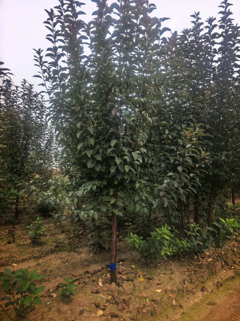 基地直供海棠苗批发货源充足年年开花上档次氛围感直接拉满