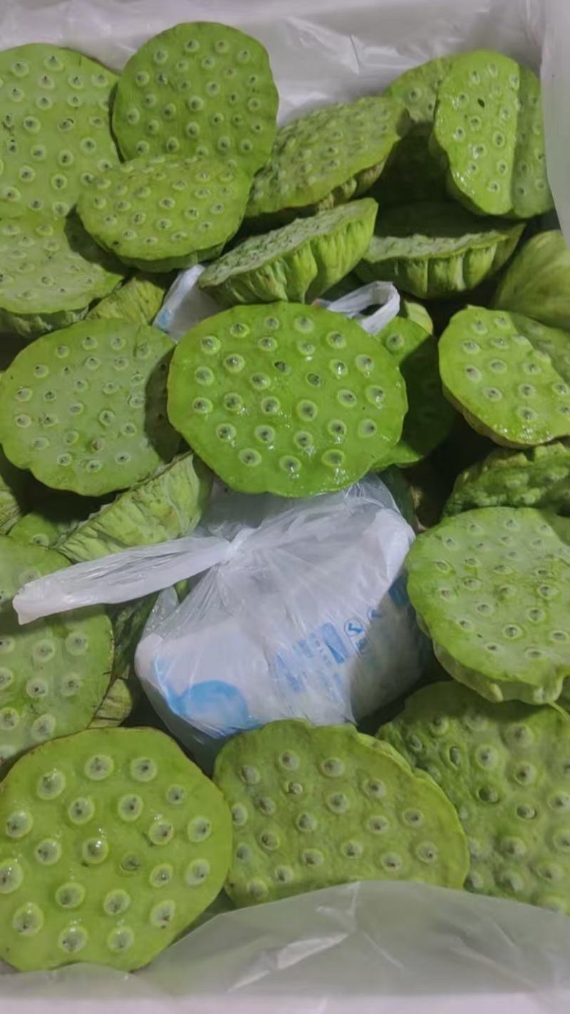 海南三亚水果嫩莲蓬基地直供全国各地