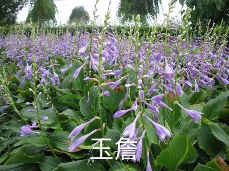 玉簪花苗耐阴好养，观叶观赏俩不误，新手好养活品种全价格优