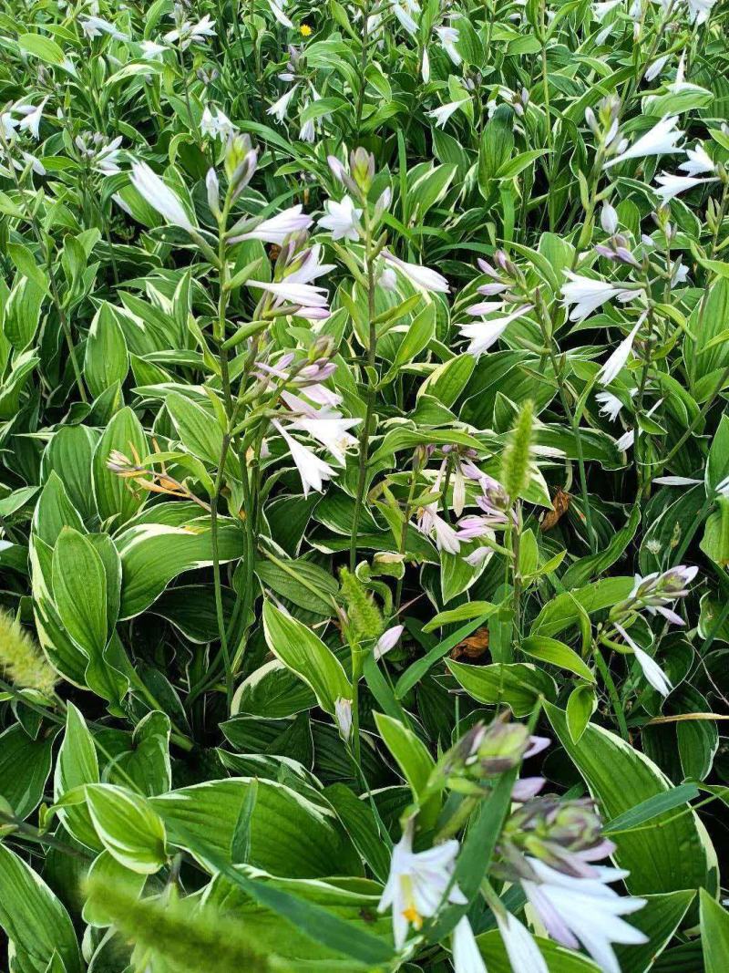 玉簪花苗耐阴好养，观叶观赏俩不误，新手好养活品种全价格优