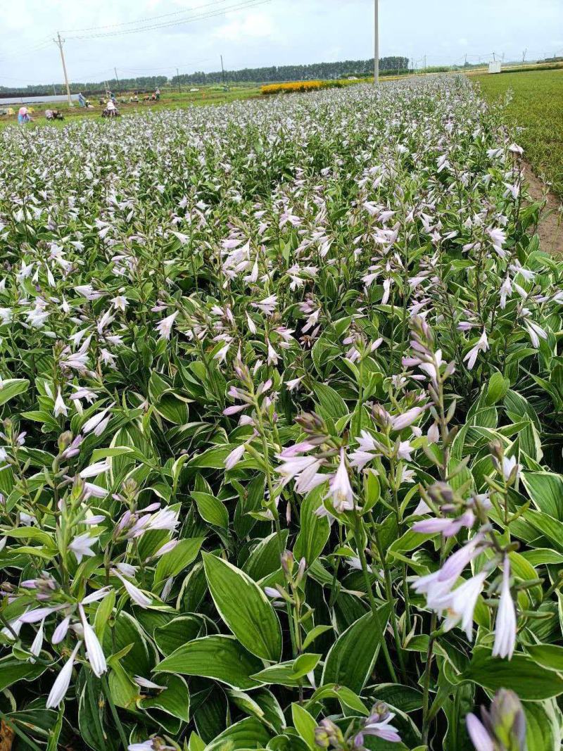 玉簪花苗耐阴好养，观叶观赏俩不误，新手好养活品种全价格优